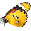 https://westhoustonpreppypet.com/wp-content/uploads/2019/08/butterfly-1.png